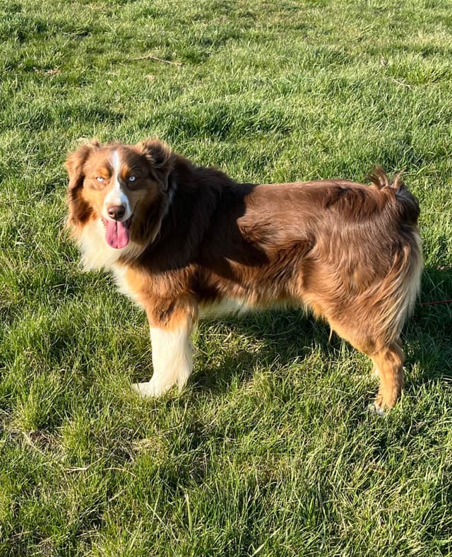 Australian Shepherd Puppies media 3