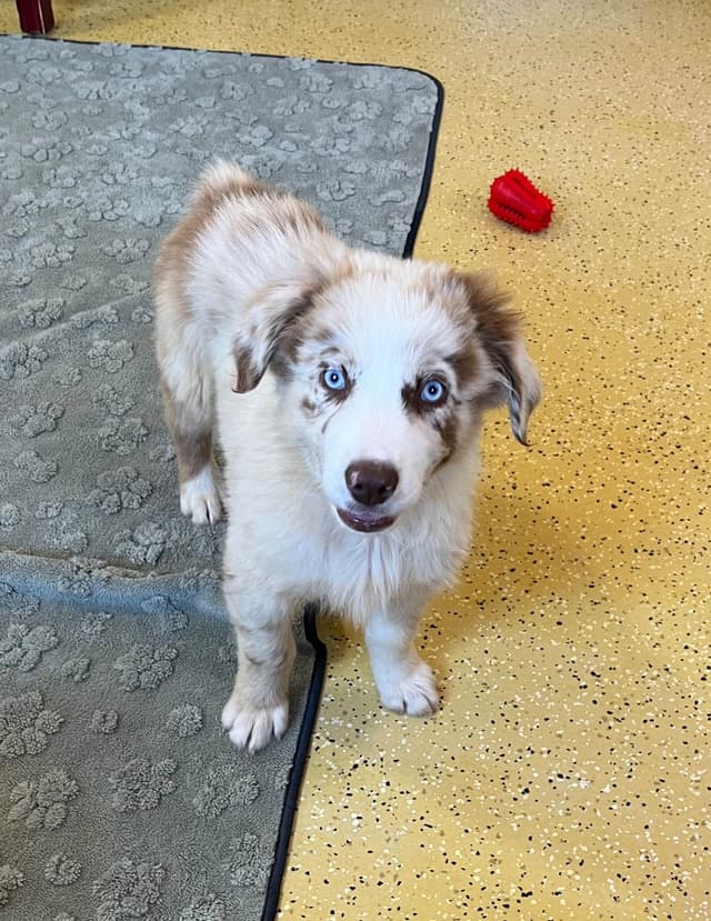 Australian Shepherd Puppies media 4