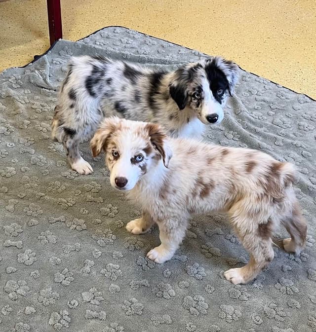 Australian Shepherd Puppies media 5