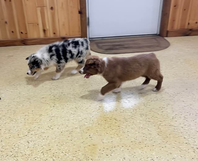 Australian Shepherd Puppies media 6