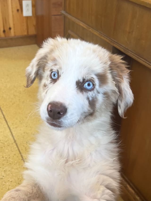 Australian Shepherd Puppies media 7