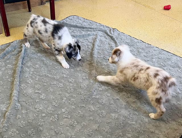 Australian Shepherd Puppies media 8