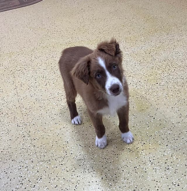 Australian Shepherd Puppies media 10