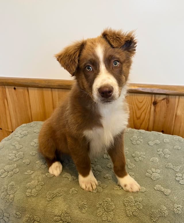 Australian Shepherd Puppies media 11