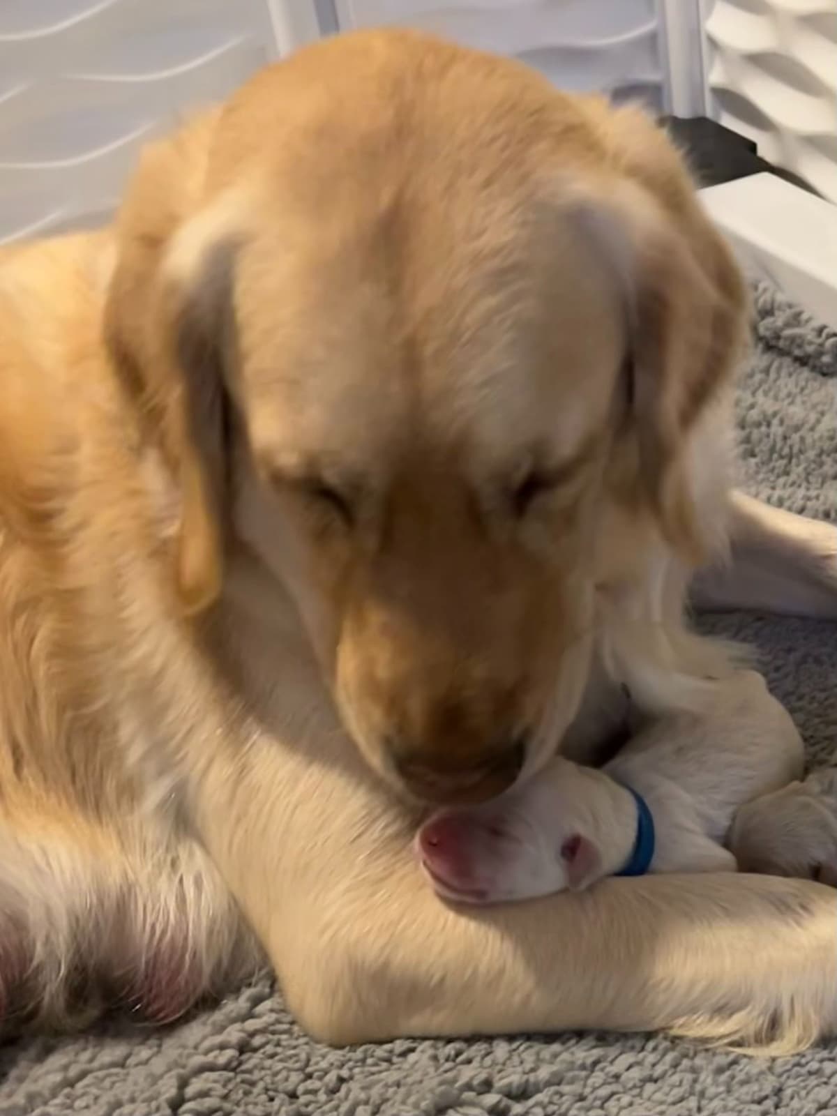 Golden Retriever Puppies breeder image 2