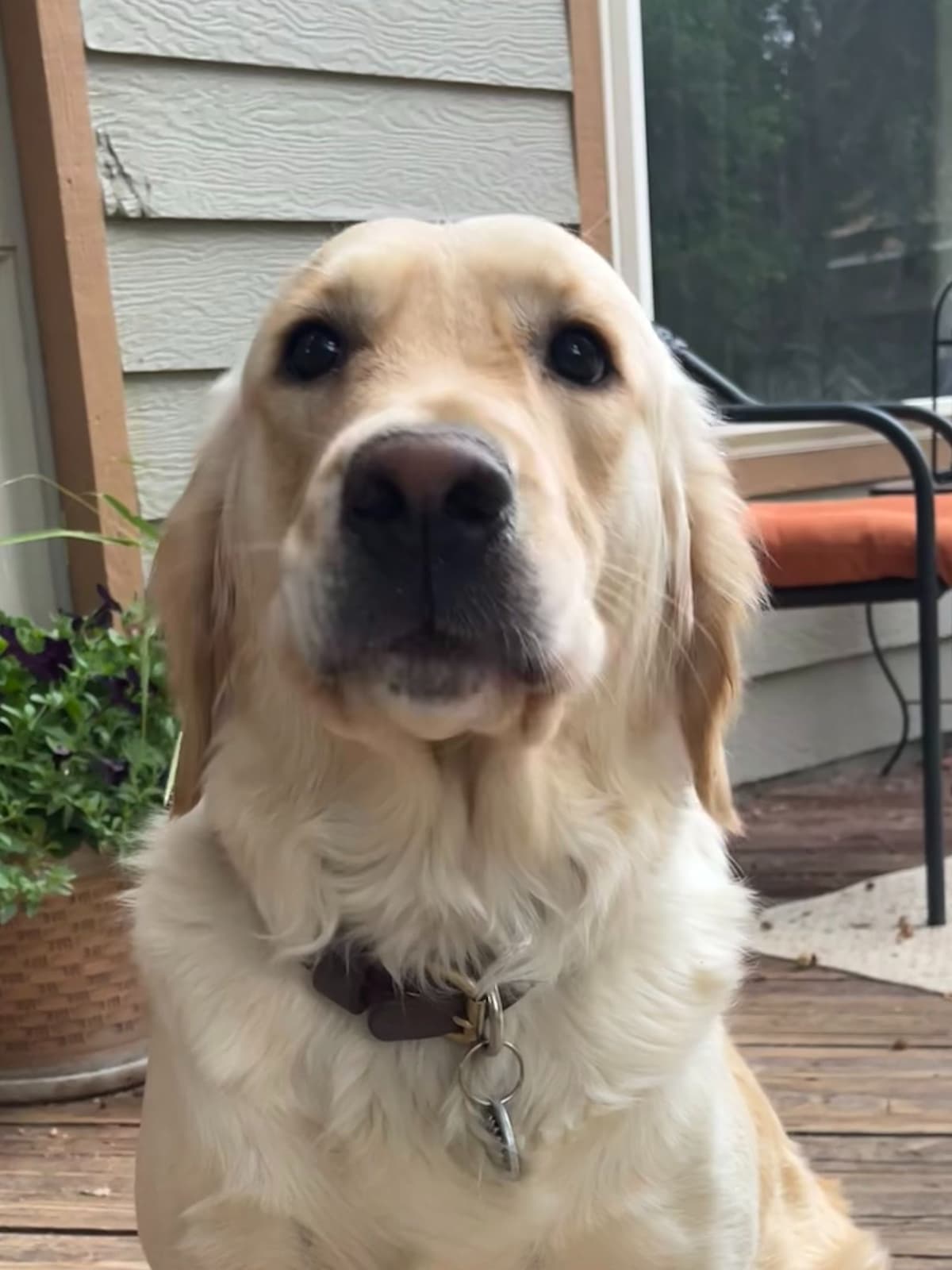 Golden Retriever Puppies breeder image 5