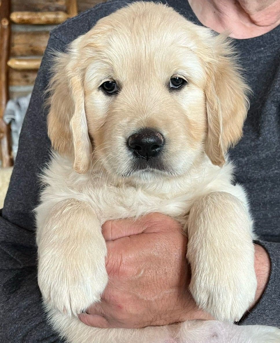 Golden Retriever Puppies breeder image 1