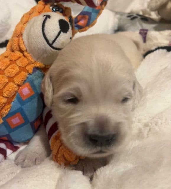 Golden Retriever Puppies breeder image 7