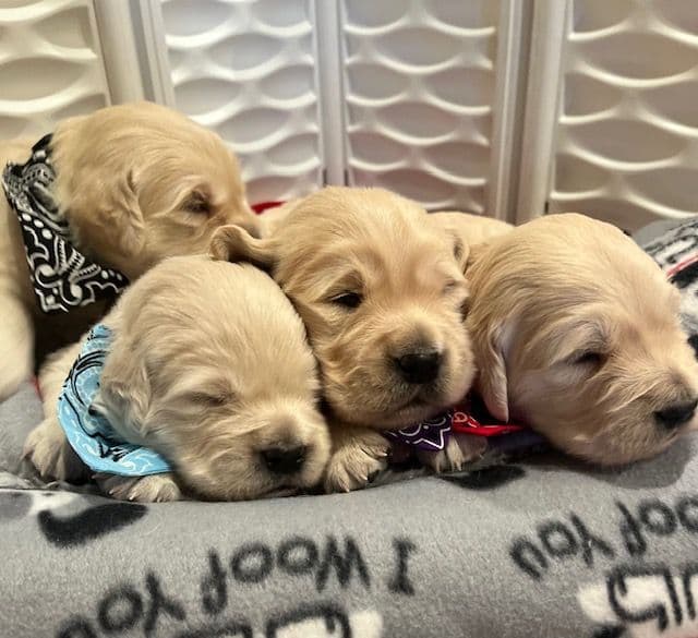 Golden Retriever Puppies media 3