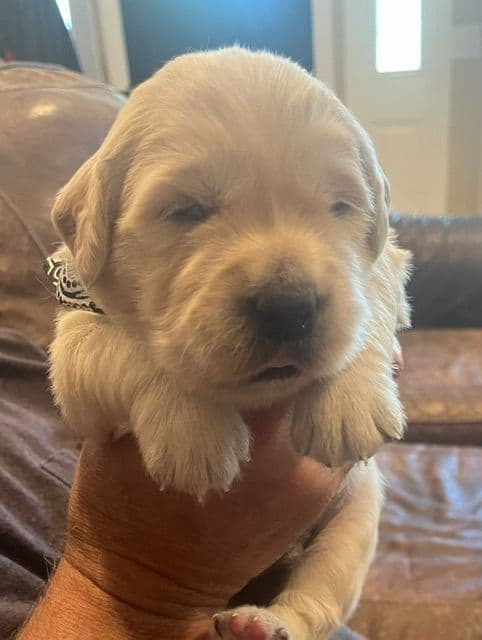 Golden Retriever Puppies media 4
