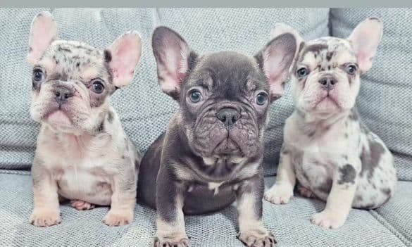 French Bulldog Puppies breeder image 1
