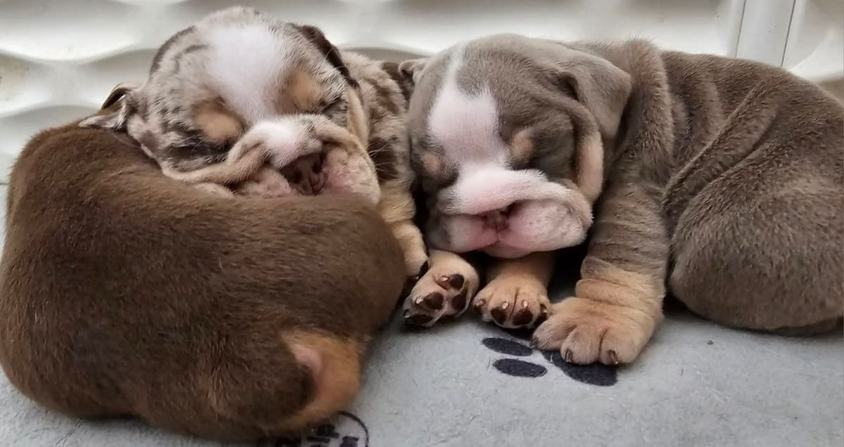 French Bulldog Puppies breeder image 2