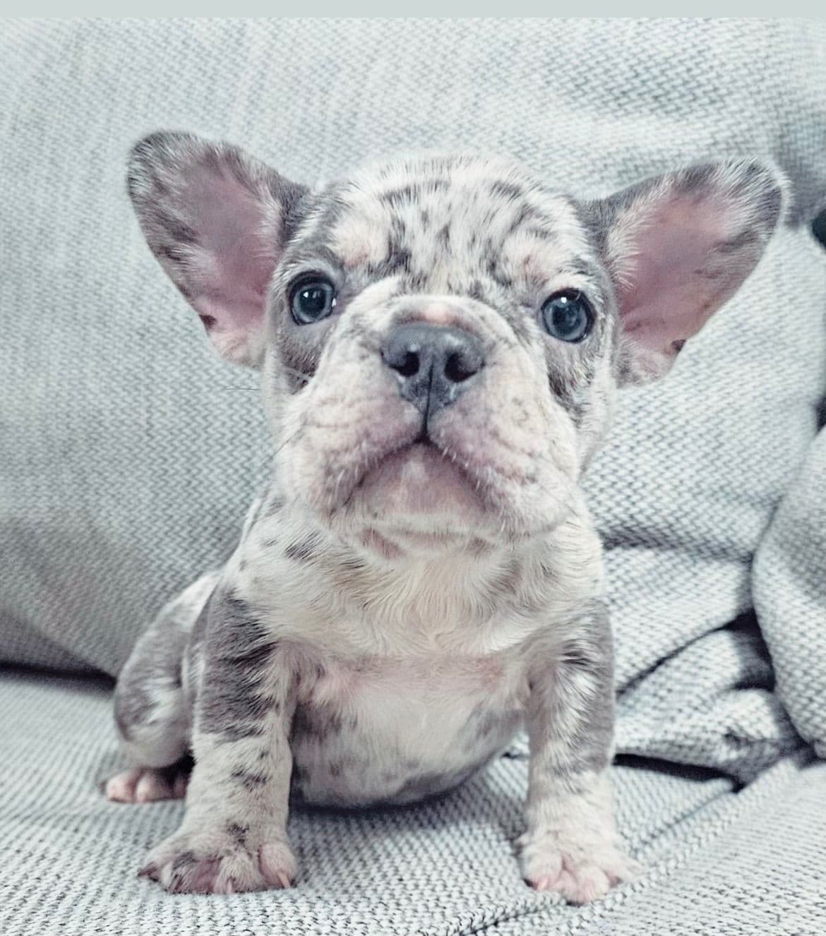 French Bulldog Puppies breeder image 3