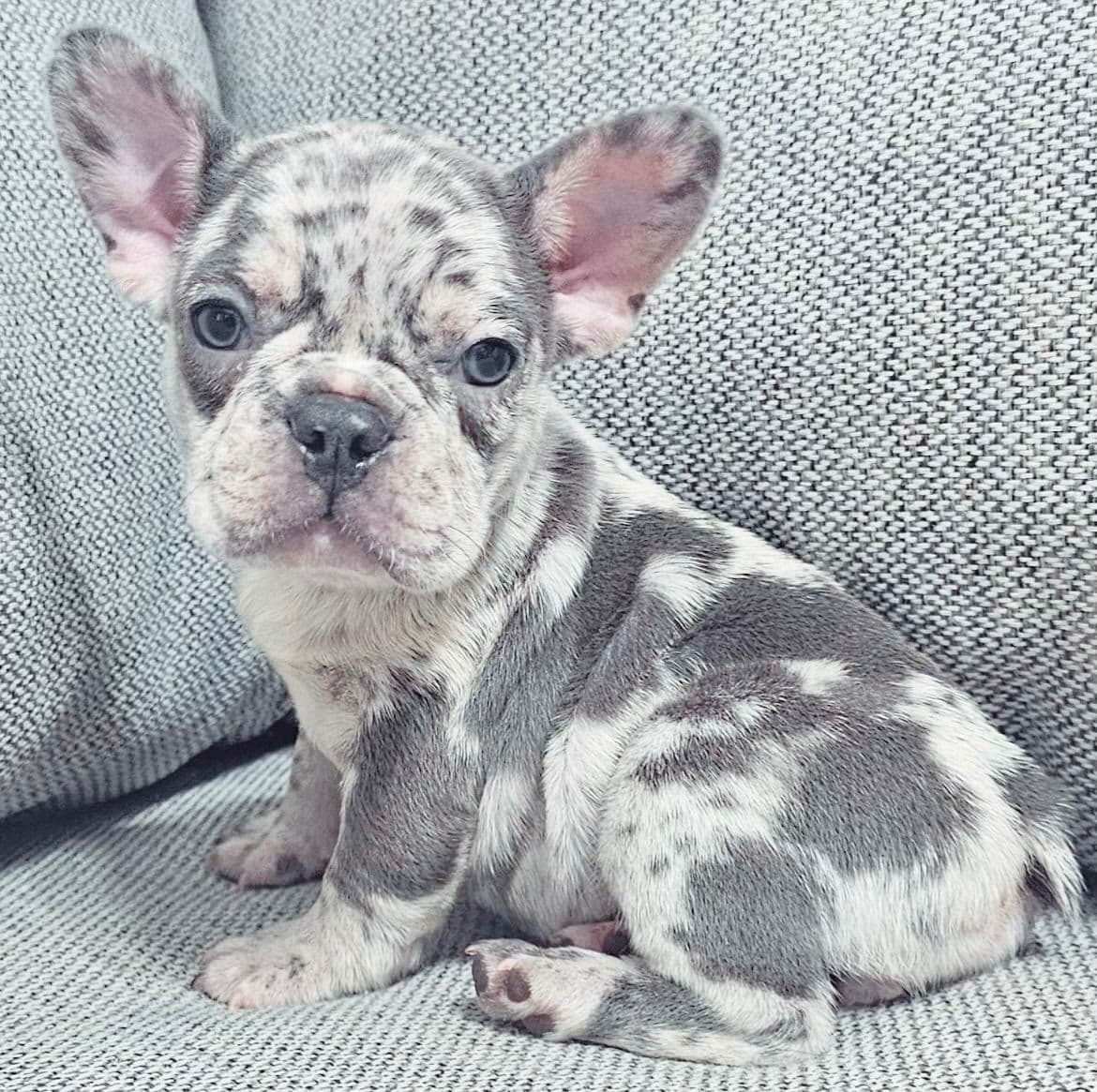 French Bulldog Puppies breeder image 4