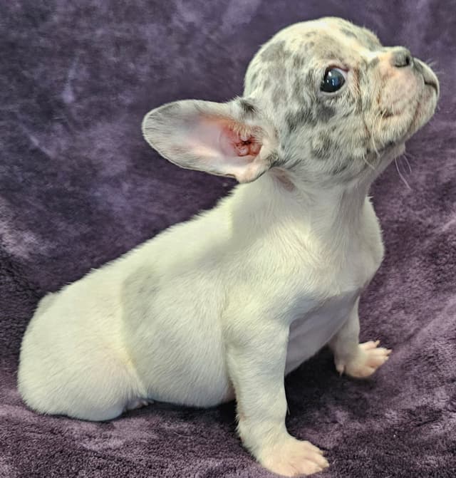 French Bulldog Puppies media 3
