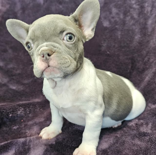 French Bulldog Puppies media 4