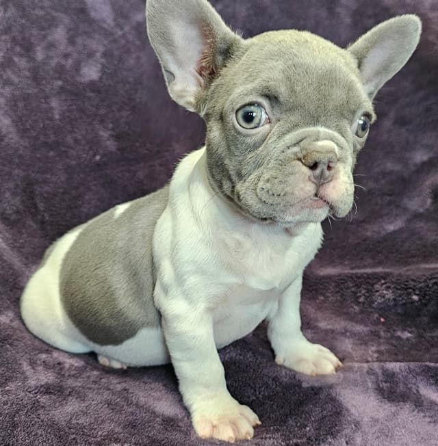 French Bulldog Puppies media 5