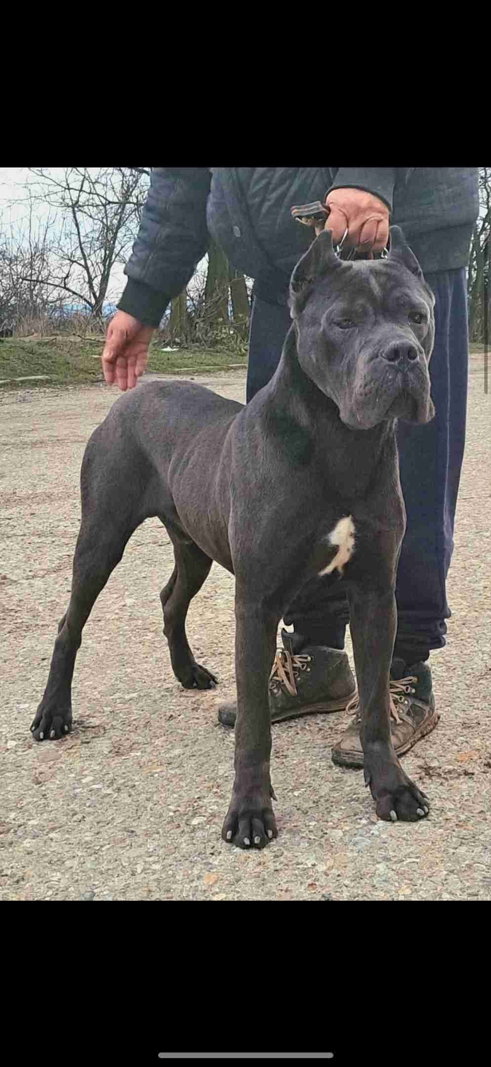 Cane Corso Puppies breeder image 3
