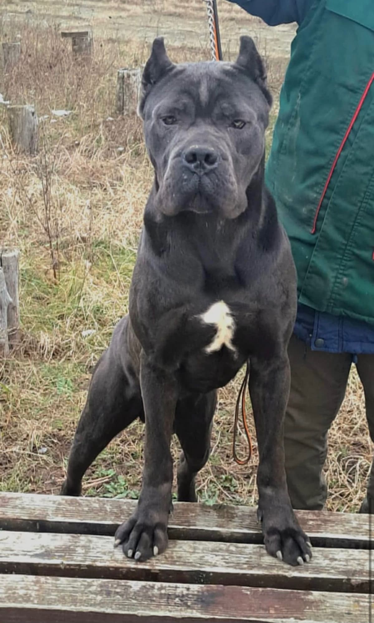 Cane Corso Puppies breeder image 4