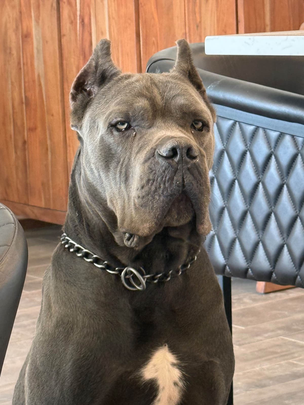 Cane Corso Puppies breeder image 6