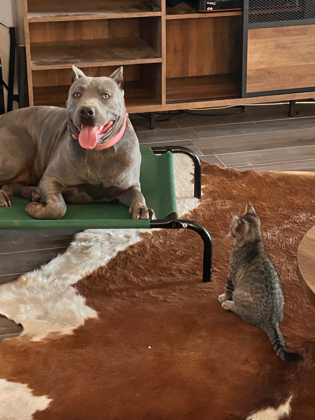 Cane Corso Puppies breeder image 7