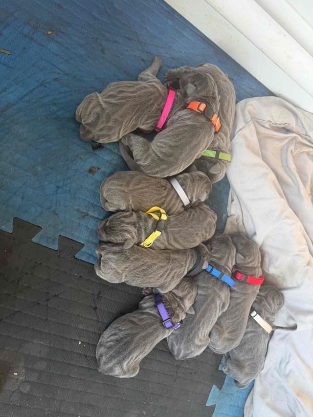 Cane Corso Puppies media 2