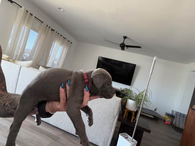 Cane Corso Puppies media 7