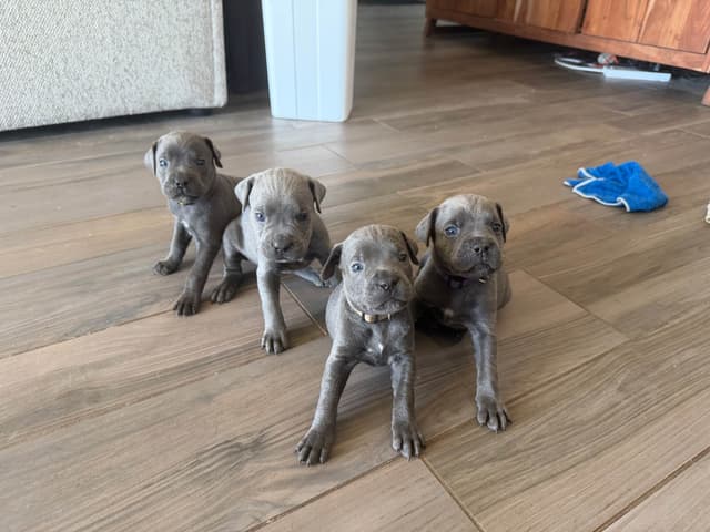 Cane Corso Puppies media 5