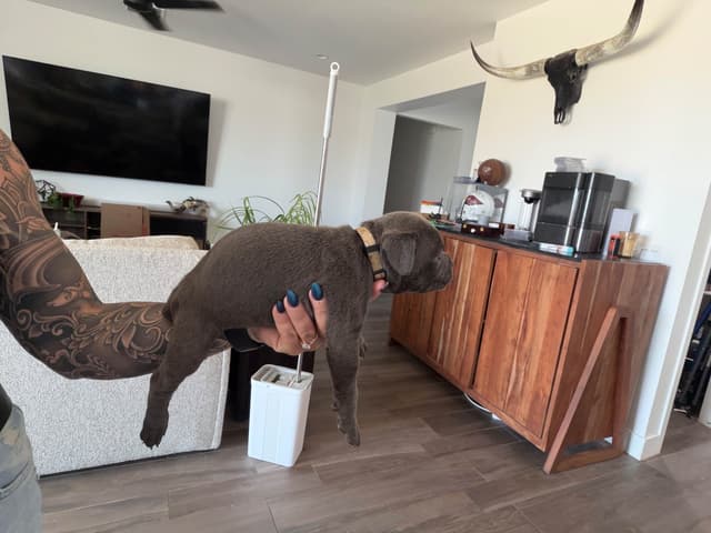 Cane Corso Puppies media 9