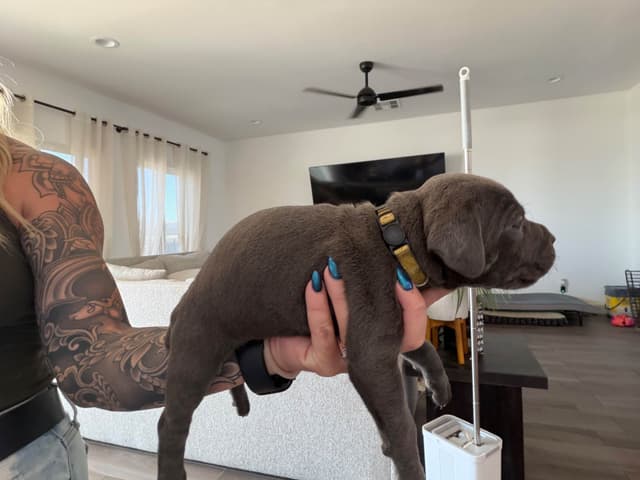 Cane Corso Puppies media 11