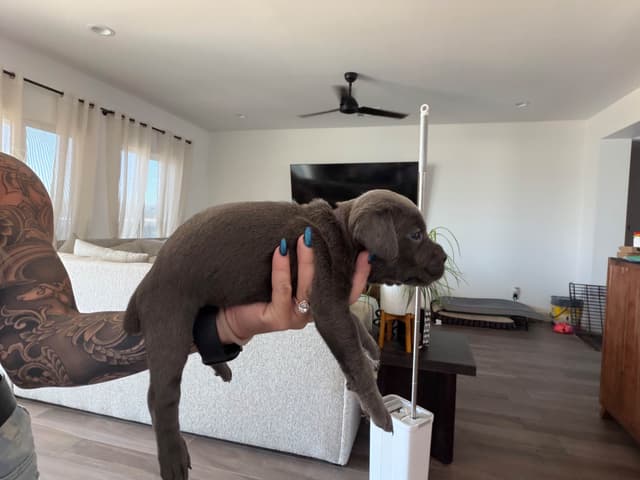 Cane Corso Puppies media 13