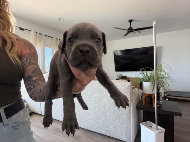 Cane Corso Puppies media 12