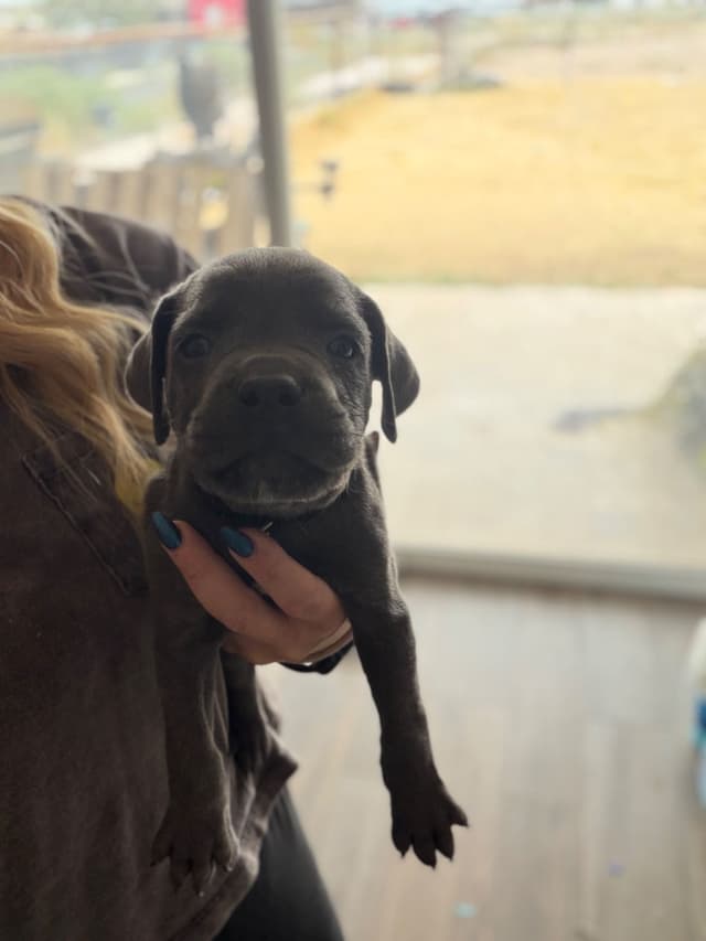 Cane Corso Puppies media 16