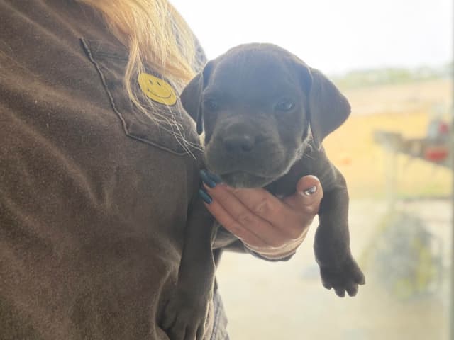 Cane Corso Puppies media 18
