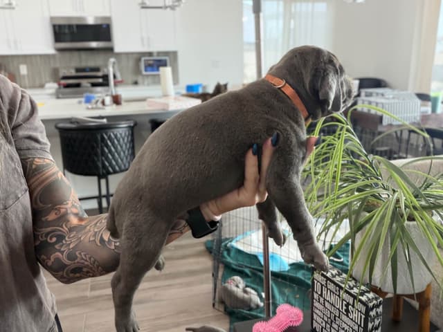 Cane Corso Puppies media 20