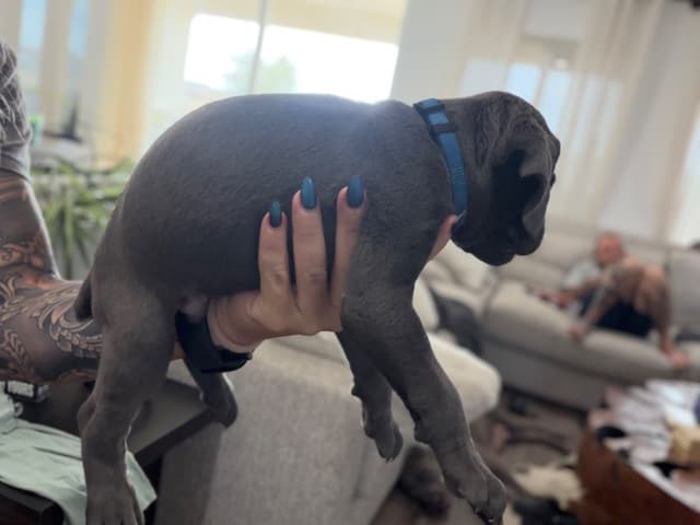 Cane Corso Puppies media 15
