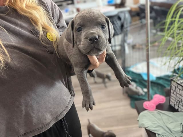 Cane Corso Puppies media 21