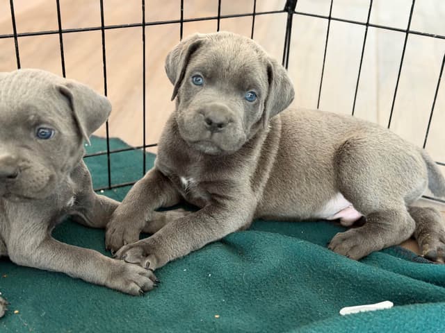 Cane Corso Puppies media 23