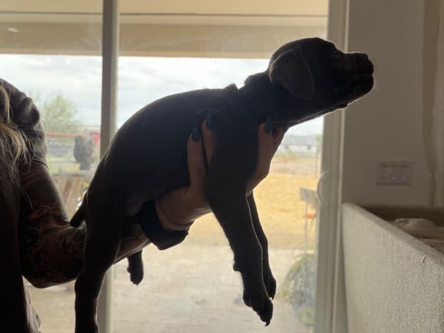 Cane Corso Puppies media 17