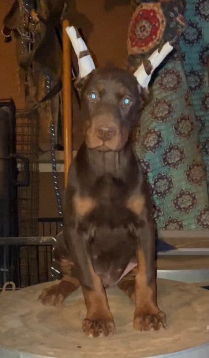 Doberman Pinscher Puppies breeder image 3