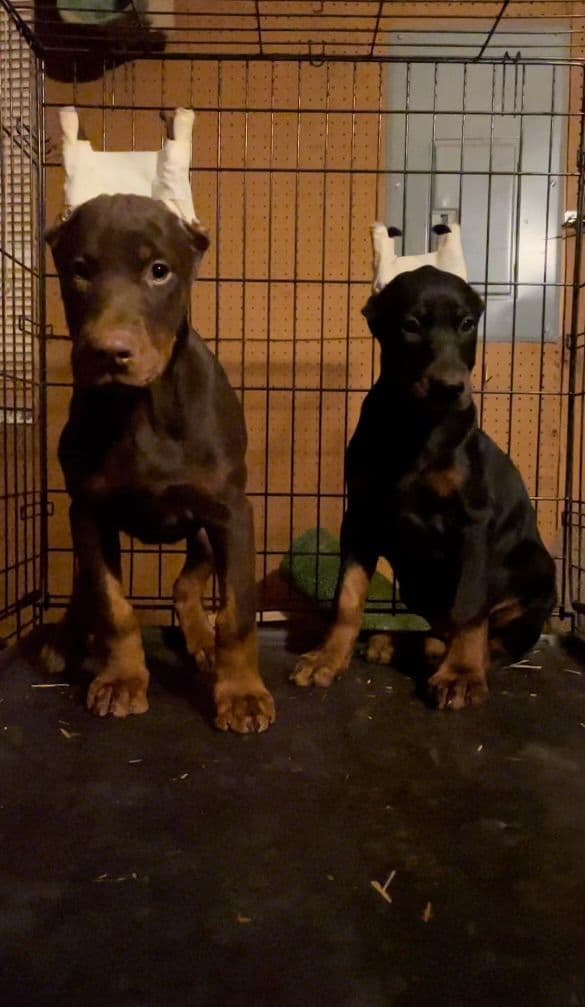 Doberman Pinscher Puppies breeder image 5
