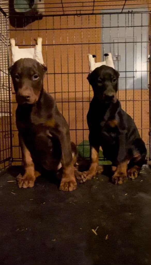 Doberman Pinscher Puppies breeder image 8