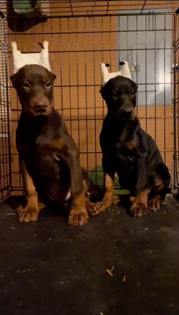 Doberman Pinscher Puppies breeder image 7