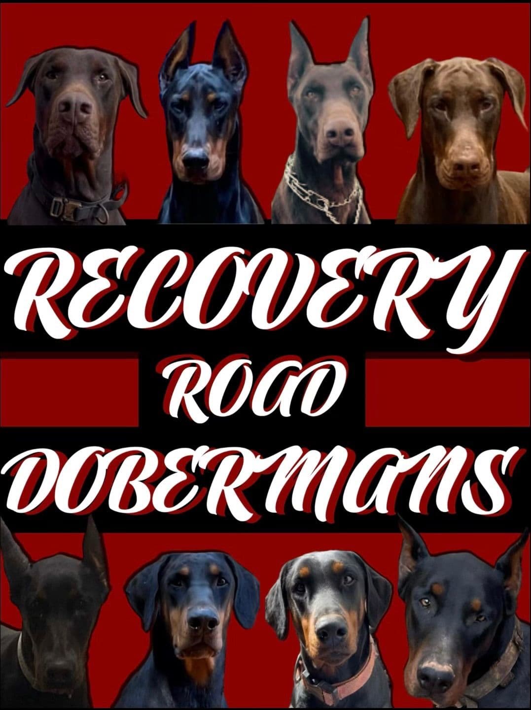 Doberman Pinscher Puppies breeder image 1