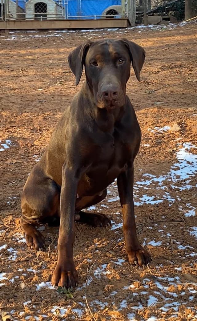 Doberman Pinscher Puppies media 2