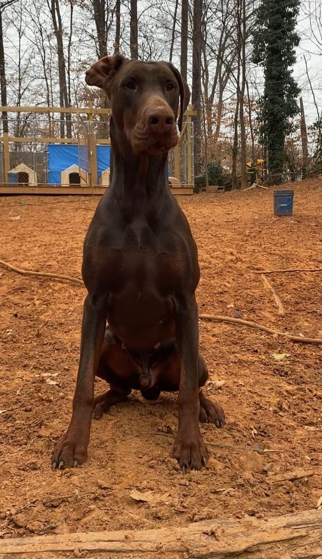 Doberman Pinscher Puppies media 4