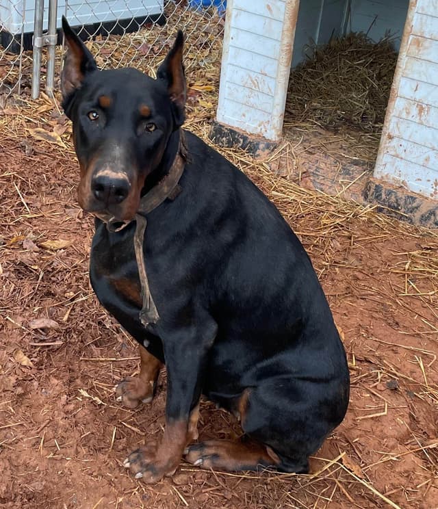 Doberman Pinscher Puppies media 6