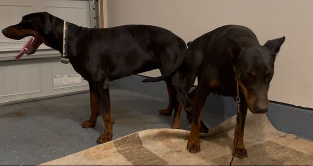 Doberman Pinscher Puppies media 10