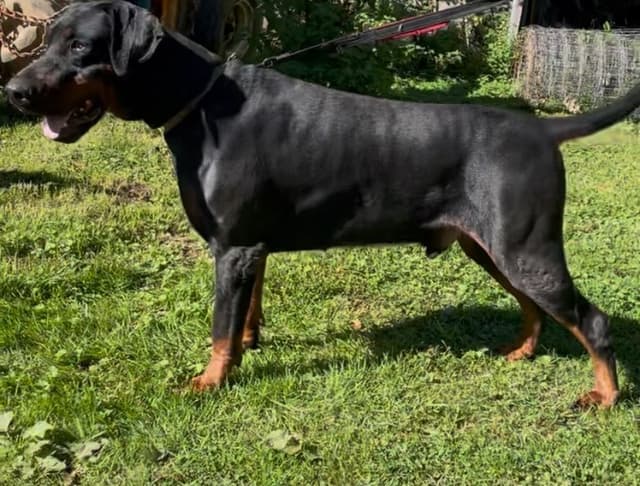 Doberman Pinscher Puppies media 12