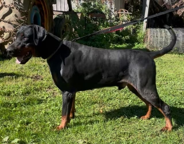 Doberman Pinscher Puppies media 13